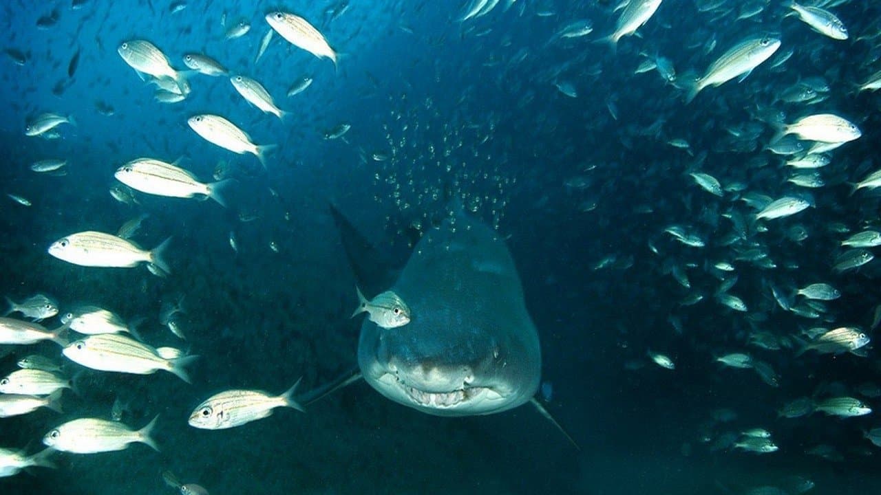 Adâncul mării în 3D